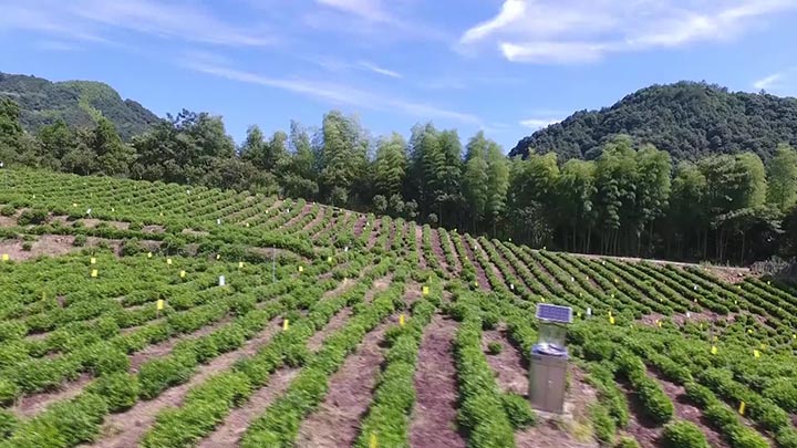  Huang Shan Maofeng Organic Tea Garden